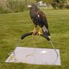 Falconry Small Bow Perch Stainless Steel Kestrel, Merlin, Spar, Tawny Owl Falconry Small Bow Perch Stainless Steel Kestrel, Merlin, Spar, Tawny Owl