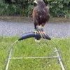 A TWO IN ONE PORTABLE BOW PERCH ON SALE NOW. Perch must ship by itself.