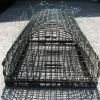 Bal-Chatri Noose trap for Red tail & Harris hawk size birds
