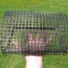 Bal-Chatri Noose trap for Red tail & Harris hawk size birds