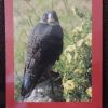 The Four Week Window--Realizing Your Birds Full Potential by Lyn