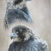 THE PASSAGE FALCON