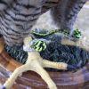 BRAIDED DACRON REMOVABLE ANKLETS COME IN SIZES TO FIT MOST BIRDS
