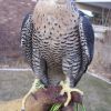 BRAIDED DACRON REMOVABLE ANKLETS COME IN SIZES TO FIT MOST BIRDS
