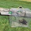 Elevator repeating Sparrow and Starling trap