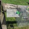 Elevator repeating Sparrow and Starling trap