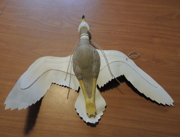 A DESERT QUARRY, KAROWAN / CURLEW FALCON TRAINING LURE