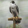 A- SYMON LATHAM'S FIRST BOOK OF FALCONRY 1615