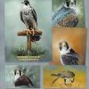 A- SYMON LATHAM'S FIRST BOOK OF FALCONRY 1615