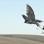 In California, Falcons Are Keeping Nuisance Birds off Farms