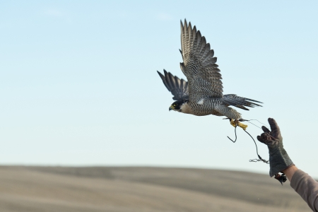 In California, Falcons Are Keeping Nuisance Birds off Farms
