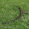 BOWNET CUSTOM 5 FOOT DIAMETER MANUAL OR REMOTE FAST AND EASY TO USE