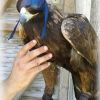 Dutch style Golden Eagle Hoods two tone colors