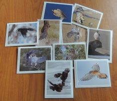 A - RAPTOR NOTE CARDS