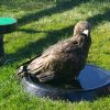 BATH PANS EXTRA LARGE FOR EAGLES AND OTHER LARGE RAPTORS 23.5 INCH DIAMETER SHIPS ONLY USING UPS GROUND