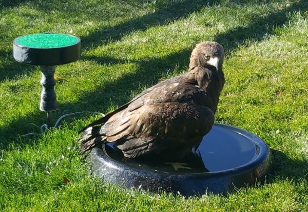 BATH PANS EXTRA LARGE FOR EAGLES AND OTHER LARGE RAPTORS 23.5 INCH DIAMETER SHIPS ONLY USING UPS GROUND