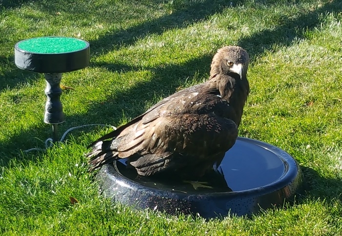 https://www.mikesfalconry.com/wp-content/uploads/2018/11/products-604E-2.jpg