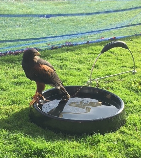 https://www.mikesfalconry.com/wp-content/uploads/2018/11/products-604d-2.jpg