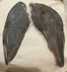 Chukar Partridge wings for your Lure