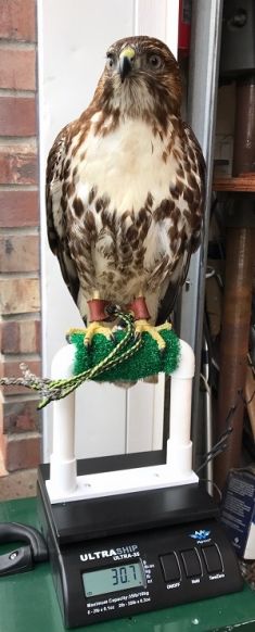 DIGITAL SCALE WITH OR WITHOUT PERCH TOP FOR HAWKS AND FALCONS