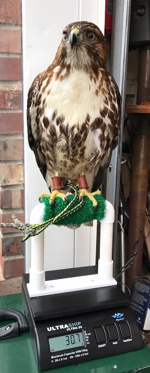 Small Raptor Digital Scale - Northwood Falconry