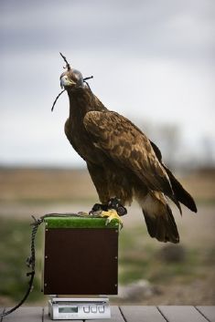 Scale in a Box for medium to large Hawks or Falcon, Eagle Owls and Golden Eagle size birds