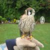 Deluxe Kestrel or Micro size falcons kit. You can now add optional items. - Image 2