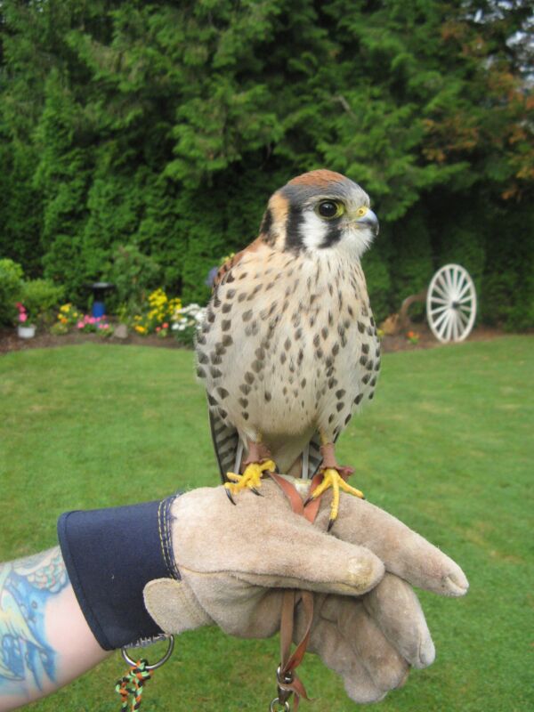 Deluxe Kestrel or Micro size falcons kit. You can now add optional items. - Image 2