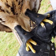 Falconry Pigskin Lined Anklets Male Harris Hawks Male Goshawks 
