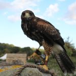Buy Falconry Supplies Online