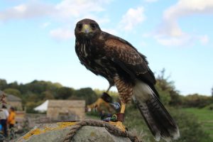 Buy Falconry Supplies Online