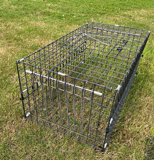 Pigeon Trapping: How To Trap a Pigeon