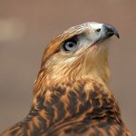 Falconry Equipment Online