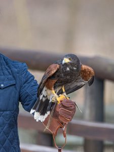 Falconry Healthcare Supplies