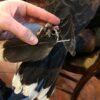 FALCON FIBER IMPING KITS COME IN THREE SIZES FROM KESTREL UP TO THE LARGEST RED TAIL HAWKS AND GYR FALCONS - Image 6