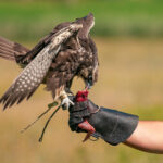 bird resting on falconry glove