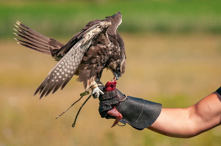 bird resting on falconry glove
