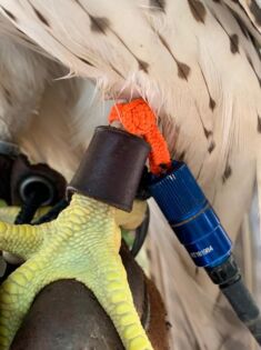 Braided Dacron Bewits – ( All Bewits come in pairs.) 6 sizes and two colors to choose from