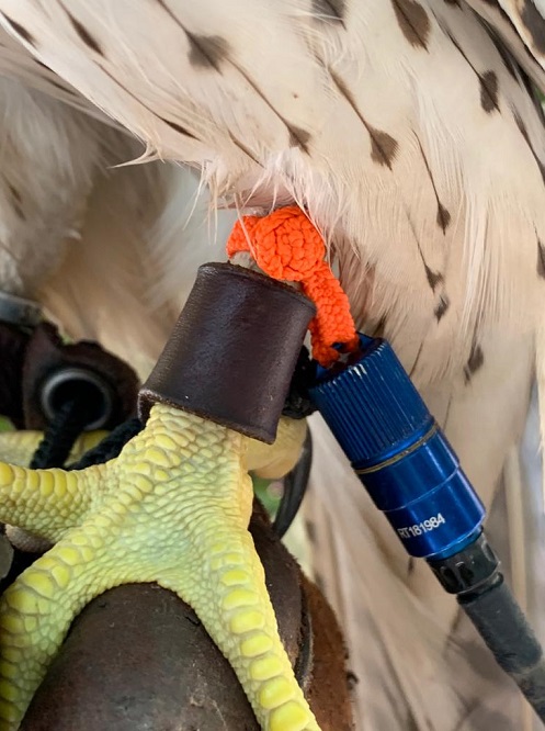 Brass and Bronze Bells - Per Pair - Noble Falconry