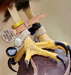 REWARD ID TAGS FOR BIRDS OR DOGS WITH TOLL FREE NUMBER AND SERIAL NUMBER