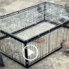 Pigeon Trap new updated model. Pigeon trap 4 sided trap doors