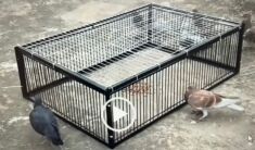Pigeon Trap new updated model. Pigeon trap 4 sided trap doors