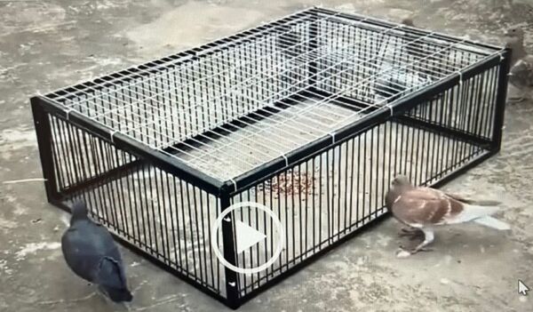 Pigeon Trap new updated model. Pigeon trap 4 sided trap doors