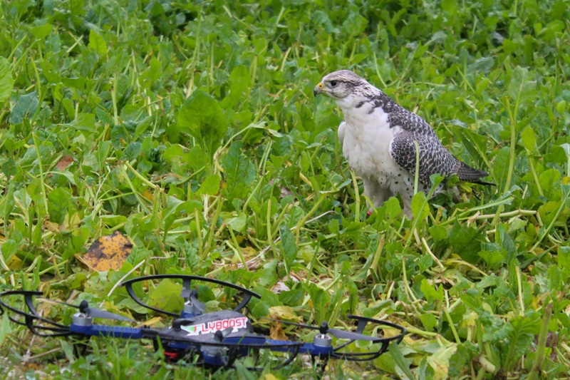 Modern Technologies Applied to Falconry and Reintroduction - Image 2